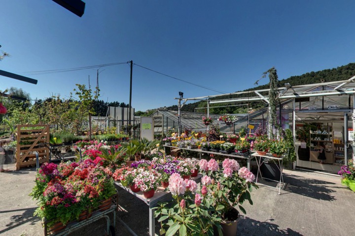 Mirabeau Plantes  Les Pennes Mirabeau (13)